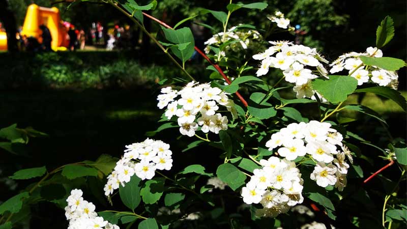 Сокольники - мои кустики